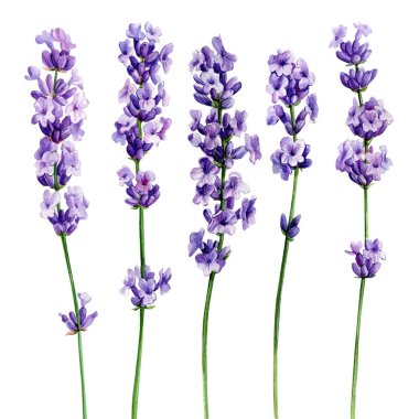 Lavanta, suluboya resimleme, izole edilmiş beyaz arka plan. Menekşe çiçeklerini ayarla
