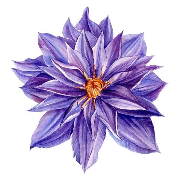 Violet Flower na izolovaném bílém pozadí. Ilustrace akvarelů. clematis — Stock fotografie