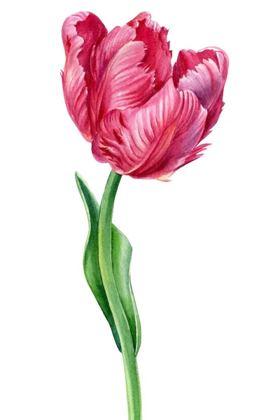 Flor sobre un fondo blanco aislado. Ilustraciones en acuarela. Tulipán rosa — Foto de Stock