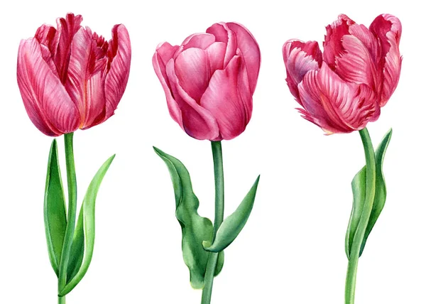 Tulpen, mooie roze bloemen op een geïsoleerde witte achtergrond. Aquarel botanische illustratie. Ontwerpelementen — Stockfoto