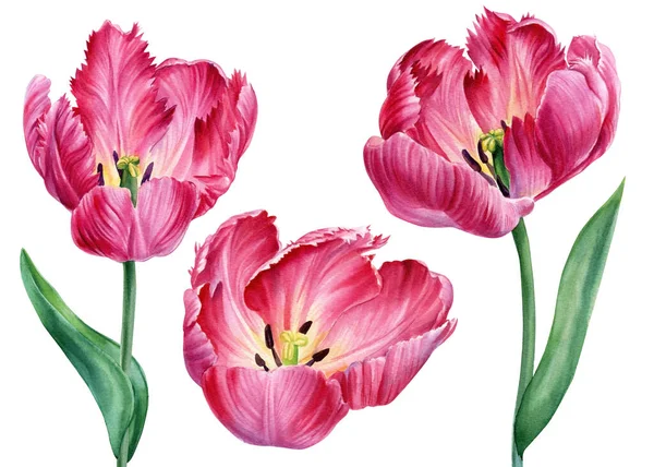 Flor de tulipanes. Acuarela flores de color rosa, dibujo a mano pintura botánica, diseño de flora — Foto de Stock