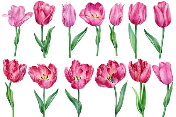 Conjunto de flores, tulipanes sobre un fondo blanco, ilustración de acuarela, pintura botánica. Diseño de flora — Foto de Stock