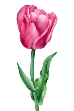 İzole edilmiş beyaz bir arka planda çiçek. Suluboya çizimleri. Pembe lale.