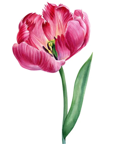 Flor de tulipán. Acuarela flor rosa, dibujo a mano pintura botánica, diseño de la flora — Foto de Stock