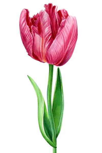 Bloem op een geïsoleerde witte achtergrond. Aquarelillustraties. Roze tulp — Stockfoto