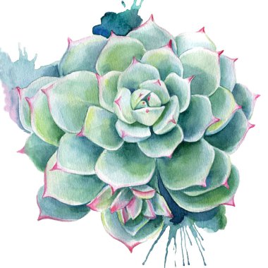 Echeveria sulu bitkiler, suluboya resimler, botanik resimler.