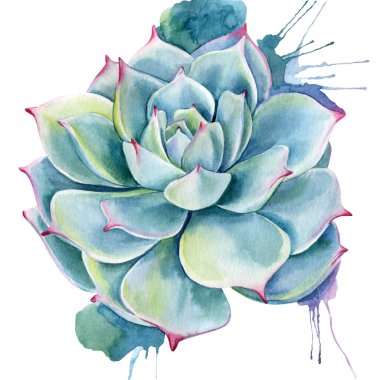 El çizimi sulu, botanik illüstrasyon