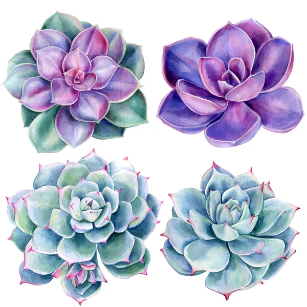 Šťavnaté rostliny, akvarel botanické malby. Kamenné růže — Stock fotografie