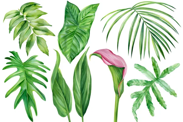 Στοιχεία σχεδιασμού χλωρίδας. Λουλούδι, φύλλα τροπικών φυτών σε λευκό φόντο, βοτανική απεικόνιση ακουαρέλα — Φωτογραφία Αρχείου