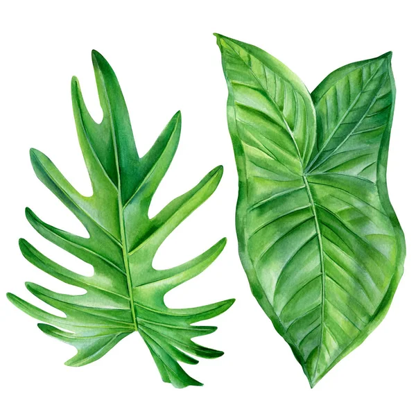 Design rostlin, tropické rostliny na bílém pozadí, Botanická ilustrace akvarelů — Stock fotografie