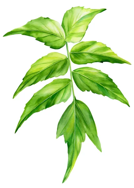 흰색 외진 배경에 있는 야자나무 잎, 수채 색 삽화 — 스톡 사진