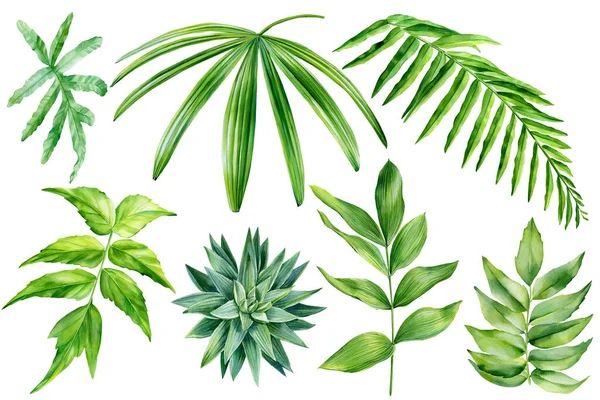 Σύνολο τροπικών φυτών, χυμώδες, φύλλα φοίνικα σε λευκό φόντο, βοτανική απεικόνιση ακουαρέλα, στοιχεία σχεδιασμού. — Φωτογραφία Αρχείου