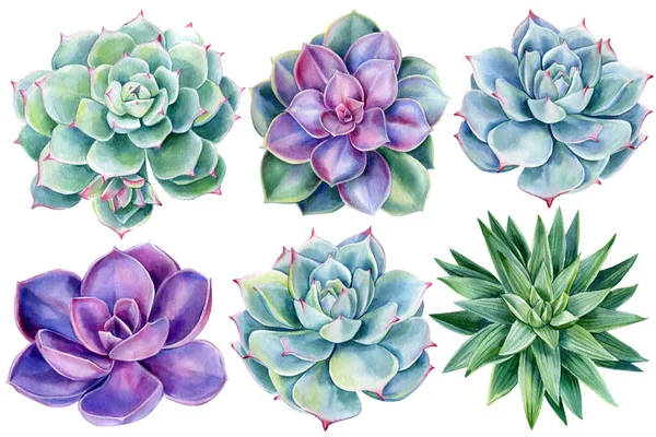 Set di piante grasse, acquerello, pittura botanica — Foto Stock