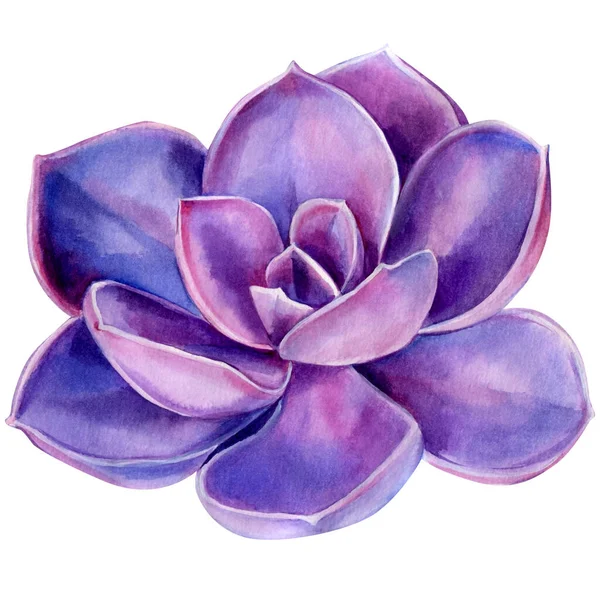 Violet succulent, aquarelle illustration, peinture botanique — Photo