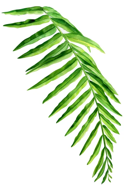 Palm leaf on an isolated white background, watercolor illustration — Stock Photo, Image