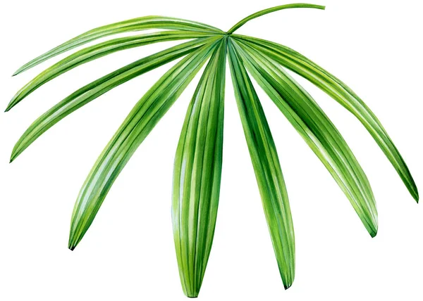 Palm leaf on an isolated white background, watercolor illustration — Stock Photo, Image