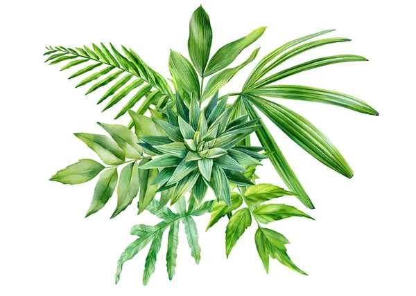 Diseño de flora. Hojas de plantas tropicales sobre fondo blanco, acuarela ilustración botánica —  Fotos de Stock