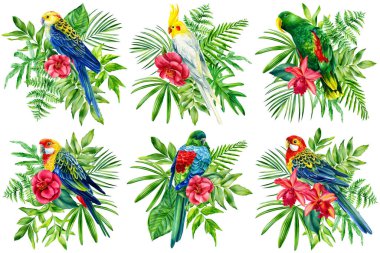 Tropik kuşlar. Papağan ve palmiye yapraklarını izole edilmiş beyaz arkaplana, suluboya resimlere yerleştir. Orman Clipart
