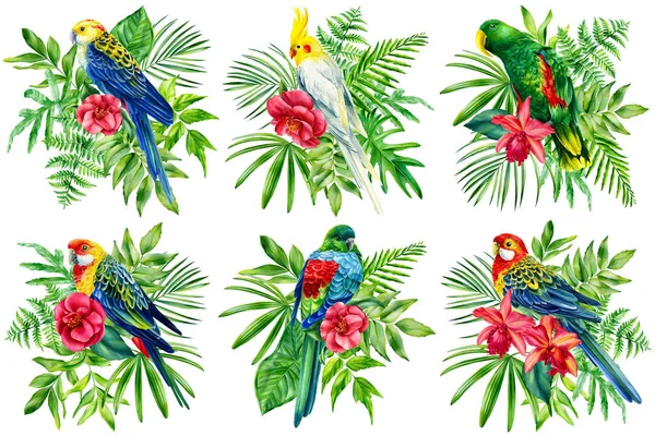 Τροπικά πουλιά. Ορισμός παπαγάλους και φύλλα φοίνικα σε απομονωμένο λευκό φόντο, ακουαρέλα εικόνα. Κλίμα ζούγκλας — Φωτογραφία Αρχείου