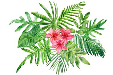 Pembe frangipani, tropikal yapraklar. Beyaz arka planda izole edilmiş suluboya palmiye yaprağı. Vahşi orman. 