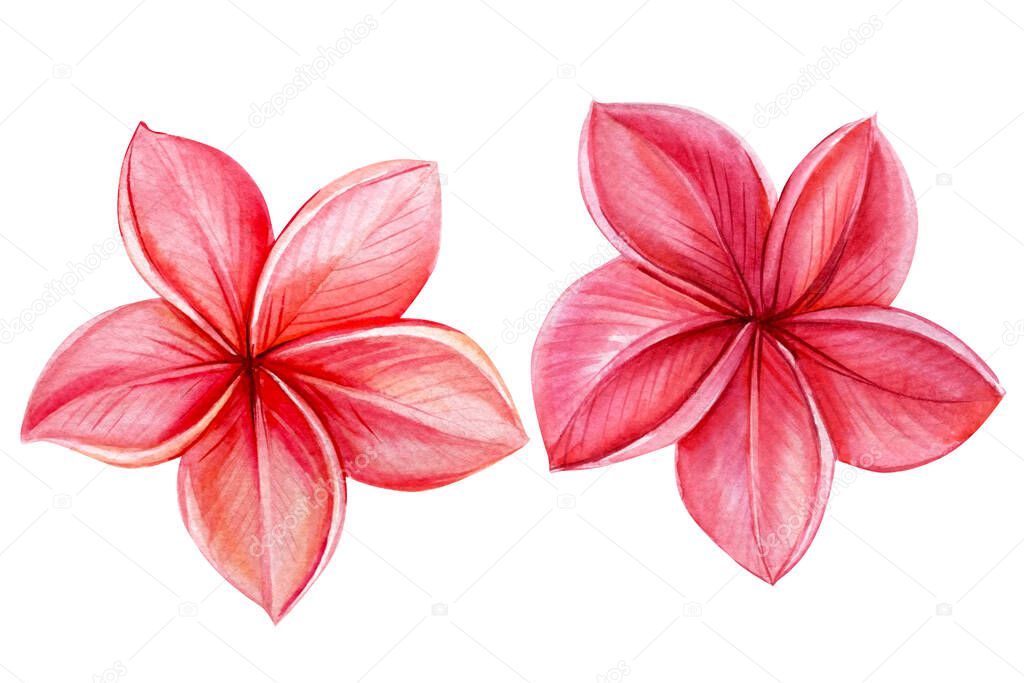 Tropical flowers. Frangipani Watercolor isolated elements on white background. Plumeria