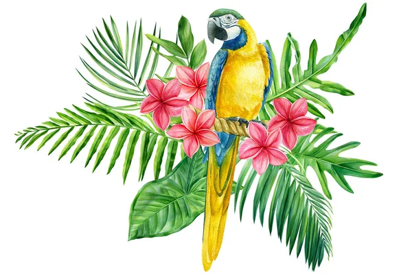 Тропічні папуги і квітки сандалії. Macaw, Floral illustrated on white background for design — стокове фото
