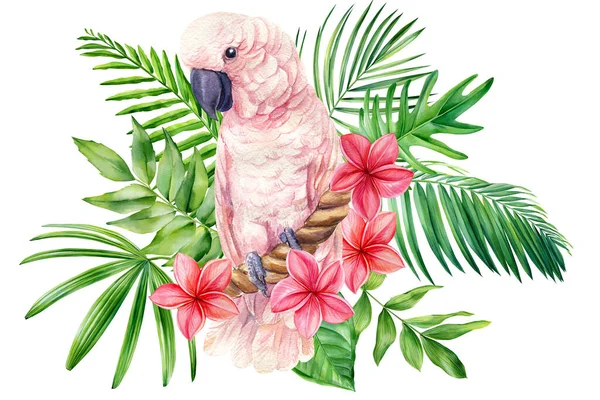 用粉红鹦鹉、热带树叶、水仙花装饰的植物异国情调的图画。水彩鸟 — 图库照片