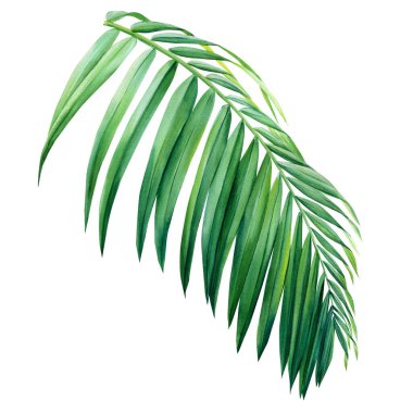 Beyaz arka planda izole edilmiş yeşil tropikal yaprak, suluboya çizimi, orman tasarımı