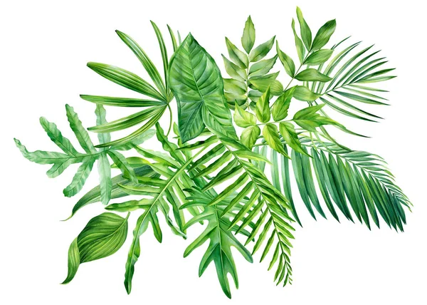 Τροπικά φύλλα. Υδατογραφία πράσινο φύλλο απομονώνονται σε λευκό φόντο. Άγρια δάση. — Φωτογραφία Αρχείου