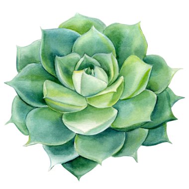 İzole edilmiş beyaz arka planda sulu, tropikal bitki, suluboya resim..