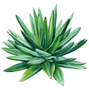 Lezzetli, aloe suluboya çizimi, botanik resim