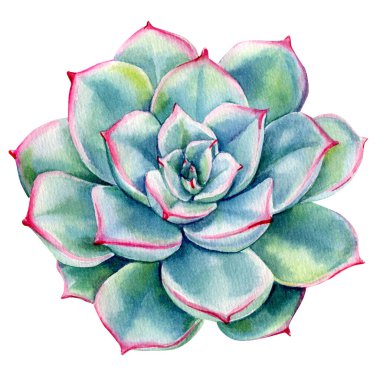 Suluboya Sulu. Echeveria illüstrasyon, botanik resim