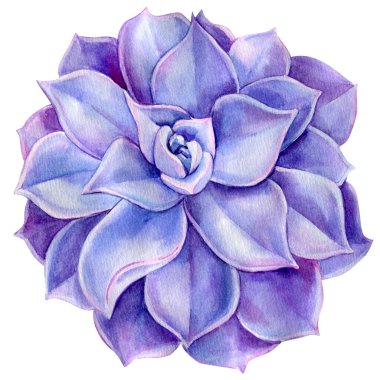 Mor sulu boya, sulu boya çizim, botanik resim.