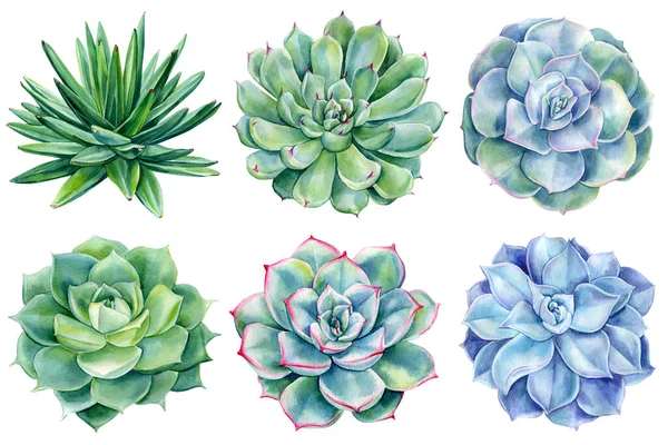 Set succulents, hijau tanaman gambar cat air, lukisan botani — Stok Foto
