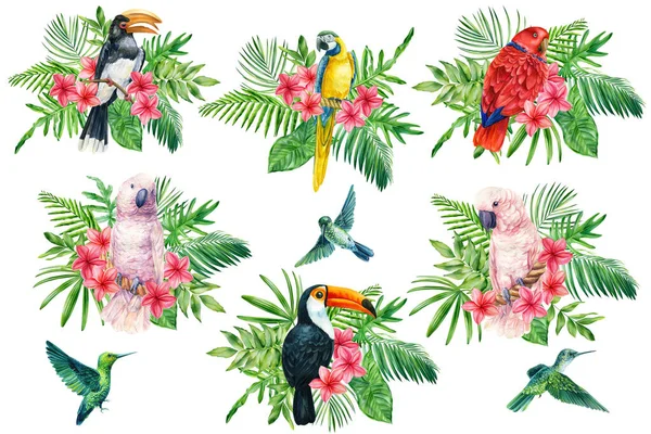 集鹦鹉，蜂鸟和热带棕榈叶，水仙花为一体。水彩画 — 图库照片