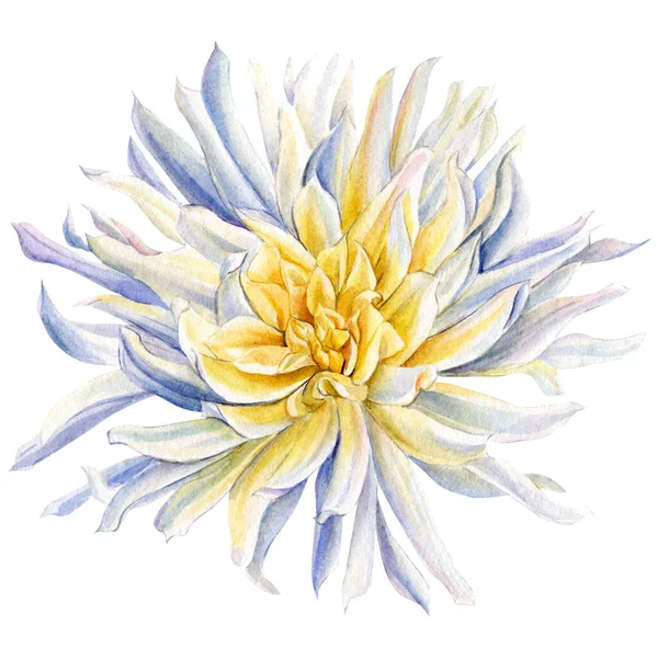 Dahlia izolované na bílém pozadí. Ručně malované botanické ilustrace. Květinová kresba. Akvarel květiny. — Stock fotografie