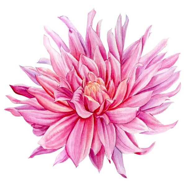 Fiore rosa Dahlia su sfondo bianco. Illustrazione ad acquerello — Foto Stock