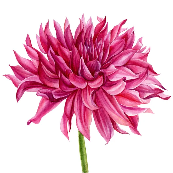 Rosa dalia isolato sfondo bianco, acquerello pittura botanica illustrazione — Foto Stock