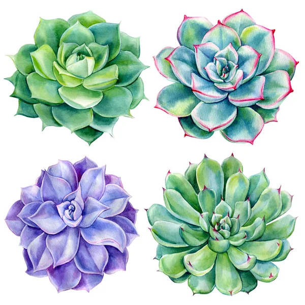 Acquerello succulente illustrazione, pittura botanica, piante verdi — Foto Stock
