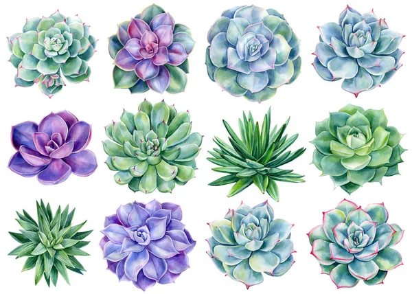 Set succulents dan kaktus, cat air ilustrasi, botani lukisan. Desain Flora — Stok Foto