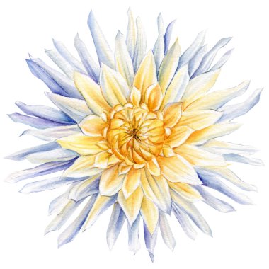 White Dahlia arka planda izole edilmiş. Suluboya çiçek botanik çizimi. Çiçekli sanat eserleri.