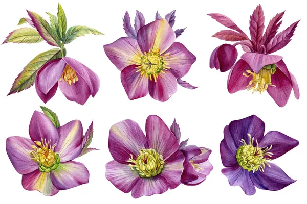 Цветочный набор акварели, раскрашенные вручную цветочные иллюстрации изолированы на белом фоне. Цветы хеллебора — стоковое фото