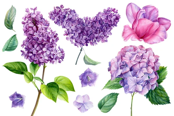 Красиві квіти на ізольованому білому тлі, акварельна ілюстрація, тюльпан, гортензія і бузковий — стокове фото