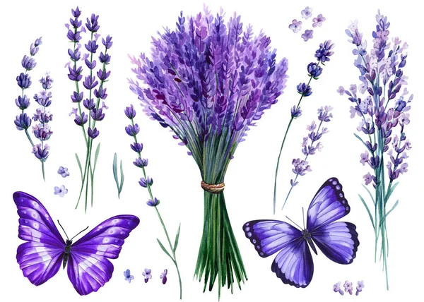 Zestaw lawendy, kwiaty bukiet, motyle, akwarela botaniczne ilustracja, odizolowane białe tło — Zdjęcie stockowe