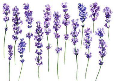 Lavanta çiçeklerini izole edilmiş beyaz arkaplana, suluboya resimlerine, el çizimlerine ayarla