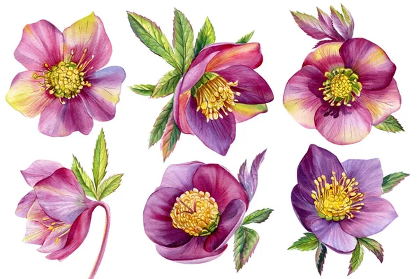 Watercolor flowers, hellebores isolated on a white background. Botanical illustration. Set Floral design elements — Stock Photo, Image