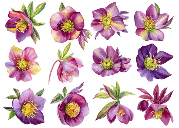 물색 꽃을 놓고 흰 배경에 헬레보어 를 놓으라. 식물학적 인 삽화. 물색의 꽃들 — 스톡 사진