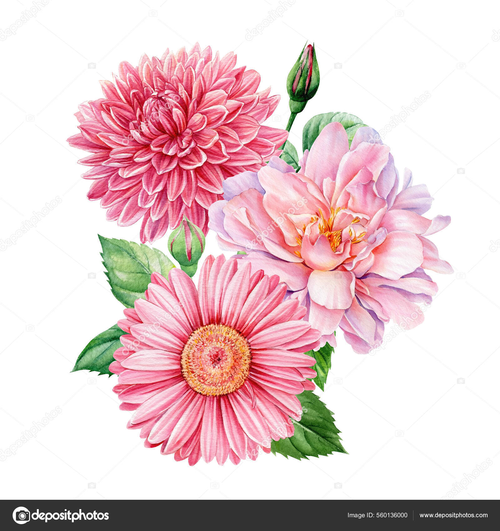 Buquê de flores, dália rosa, rosas, gerbera isolado fundo branco, aquarela  ilustração botânica fotos, imagens de © gringoann #560136000