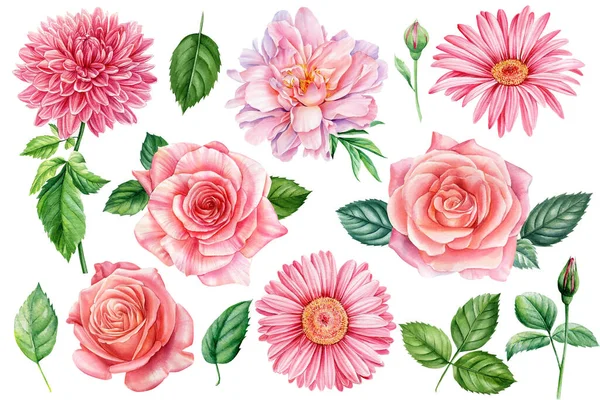 Conjunto de flores, dália rosa, rosas, gerbera isolado fundo branco, ilustração aquarela — Fotografia de Stock