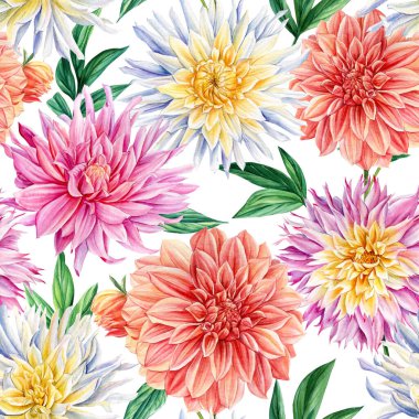 Dahlia çiçekleri, çiçek arkaplanı. Suluboya bitkisel resimleme. Kusursuz desenler.
